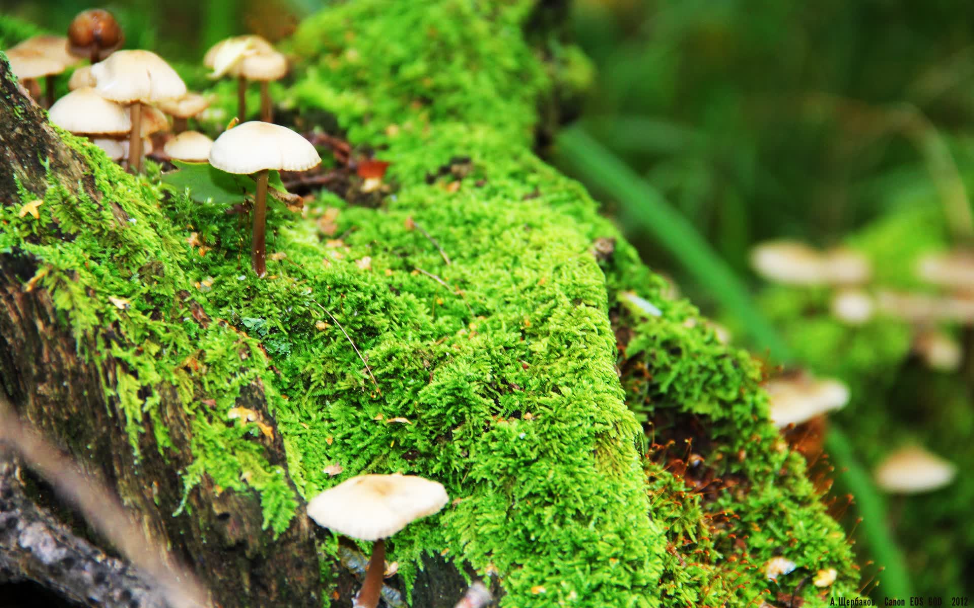 世界羽毛球团体杯：战术布置影响赛场节奏，世界羽毛球团体锦标赛奖杯